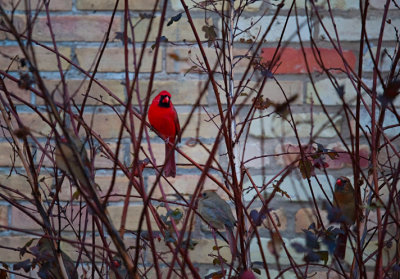 Cardinals - 5 to 1