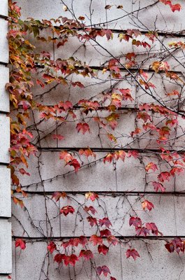 Shingles and Leaves