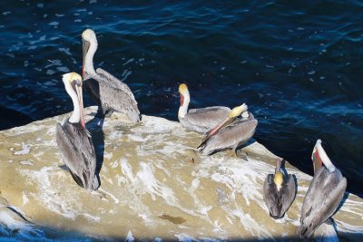 A Pattern of Preening Pelicans