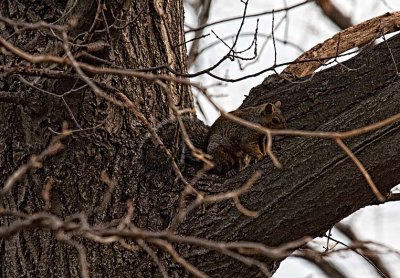 In The Tree