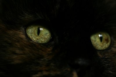 Cat's EyeS