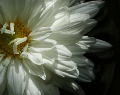 White Petals