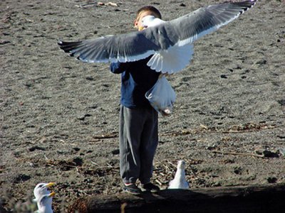 Seagull Snack Scene