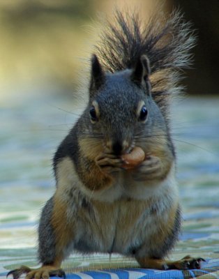 Squirrel Snacking