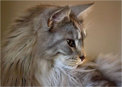 Hirsute