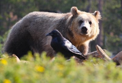 Grizzly and Raven