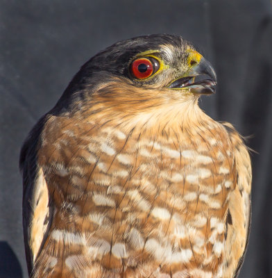 The Dashing Red-Tailed