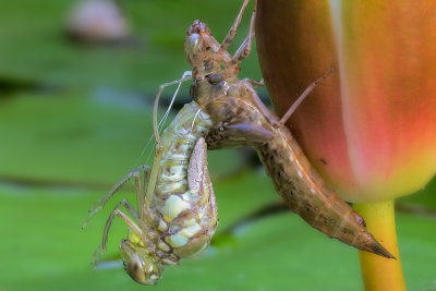 5th place-A Big Change In The Life Of A Dragonfly by Gerald H.
