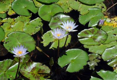DSC_4453a.jpg