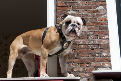 Doggie in the Window (Actually on the Sill)