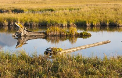 Potter Marsh