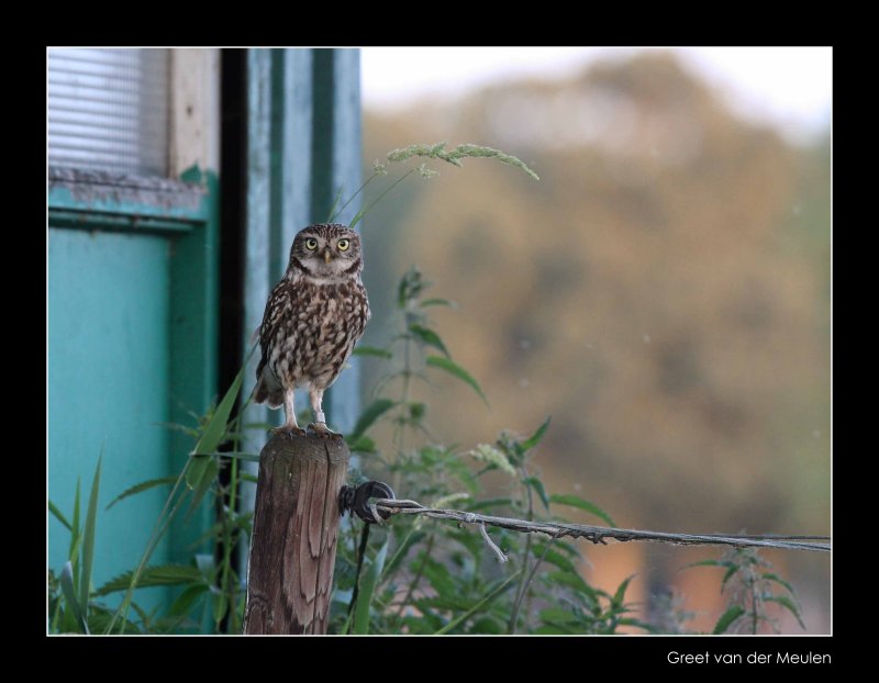 0375 little owl