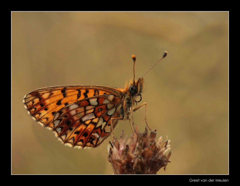 6283 silver-bordered fritillary  zilveren maan