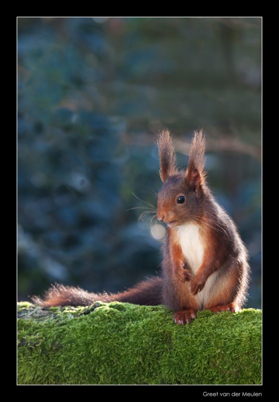 8909 red squirrel
