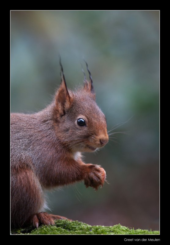 5624 red squirrel with wet tufts