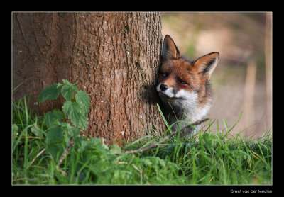 0911 fox loving tree