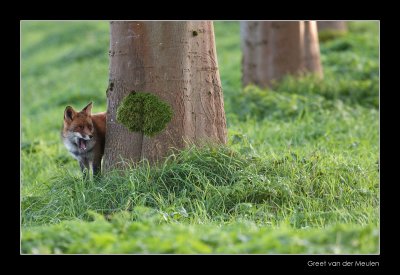 0868 fox looking behind tree