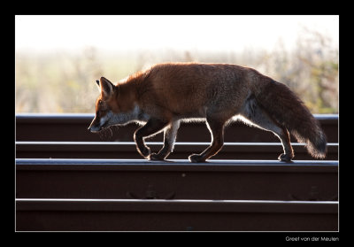 1121 fox on rails