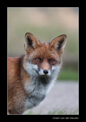 1362 fox