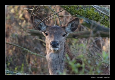 0555 red deer  doe / edelhert hinde