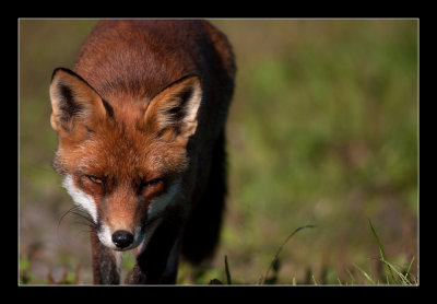 1998 fox