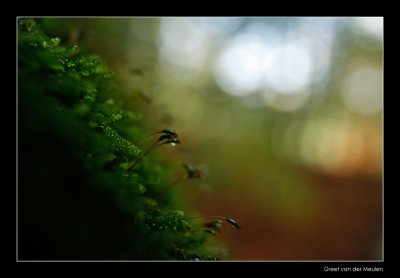 7081 haarmos