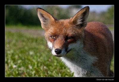 1555 fox