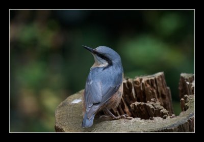2195 nuthatch / boomklever