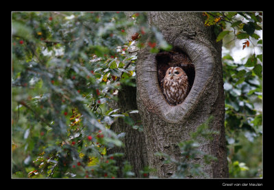 7633 tawny owl