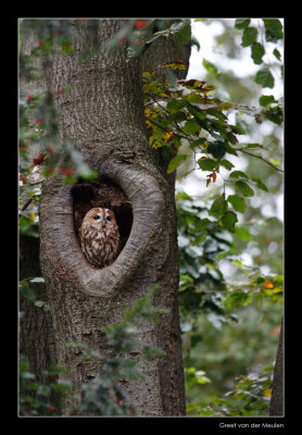 7643  tawny owl