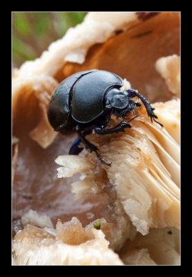 8089 dung beetle / mestkever