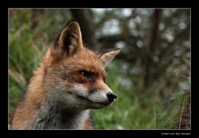 9689 fox