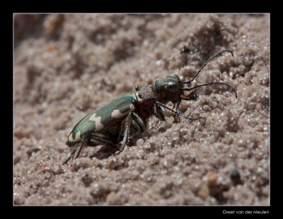 _4848 beetle / basterdzandloopkever