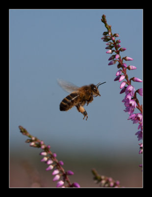 7288  flying bee on heather