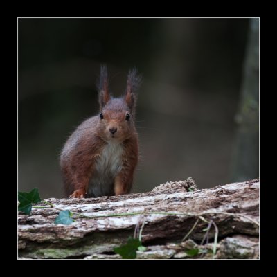 5742 red squirrel / eekhoorn