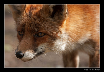 3571 fox