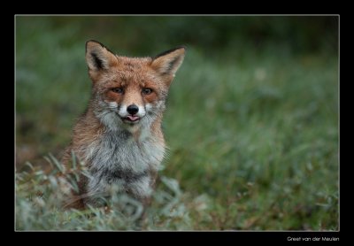 0083 fox lekker puh