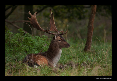 0343 fallow deer / damhert