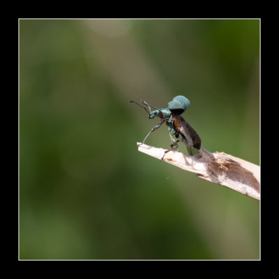 6764  beetle /  groene bladkever