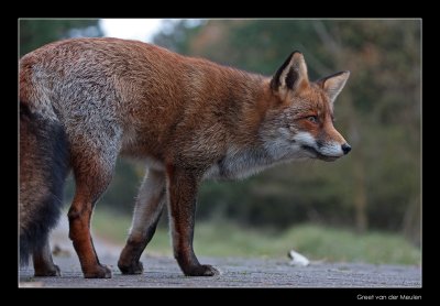 2183 fox