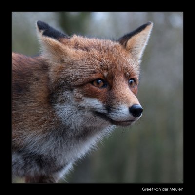 2189 fox