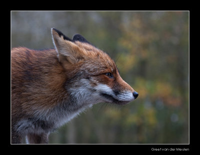 2243 fox