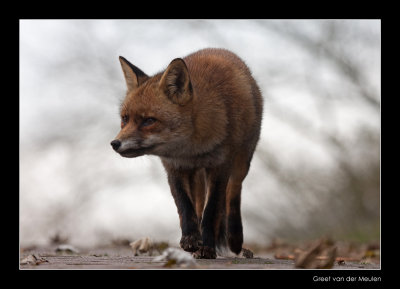1840 fox