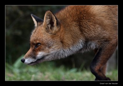 1742 fox