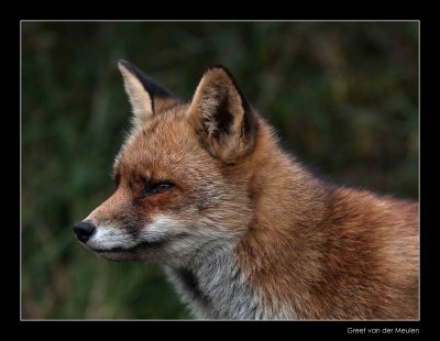 1716 fox