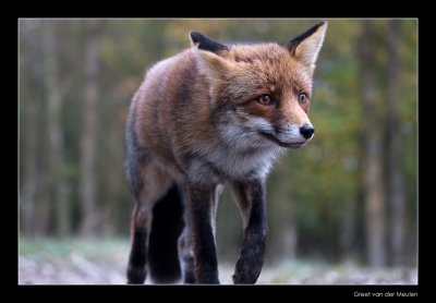 2213 fox