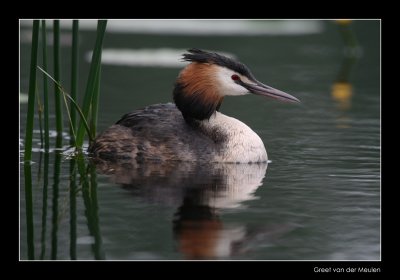 8530 great crested grebe