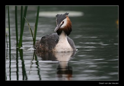 8527 great crested grebe