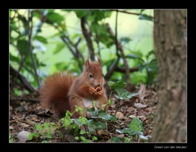 3312 young red squirrel