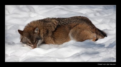 0236 wolf lying in the snow (c)